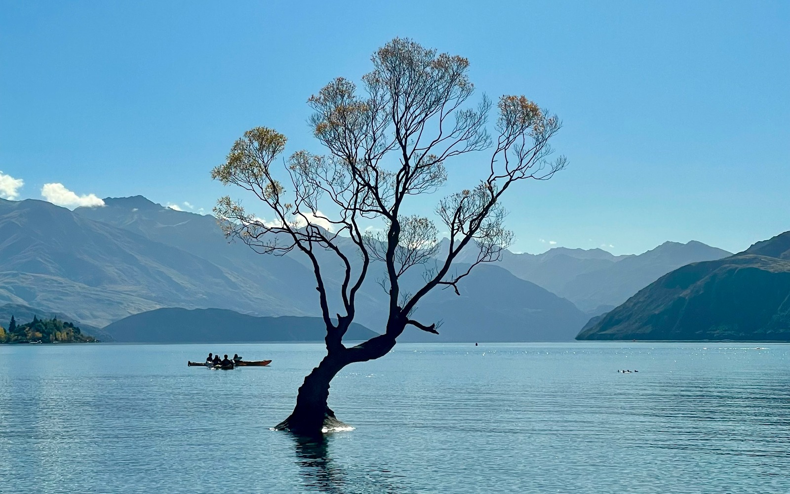 Visit the Wanaka Tree