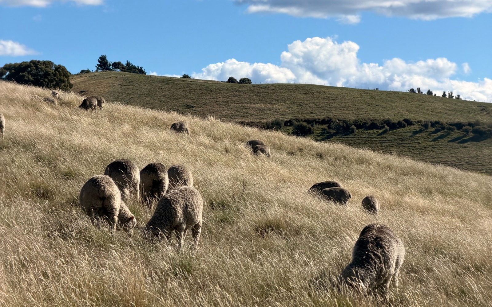 Wither Hills
