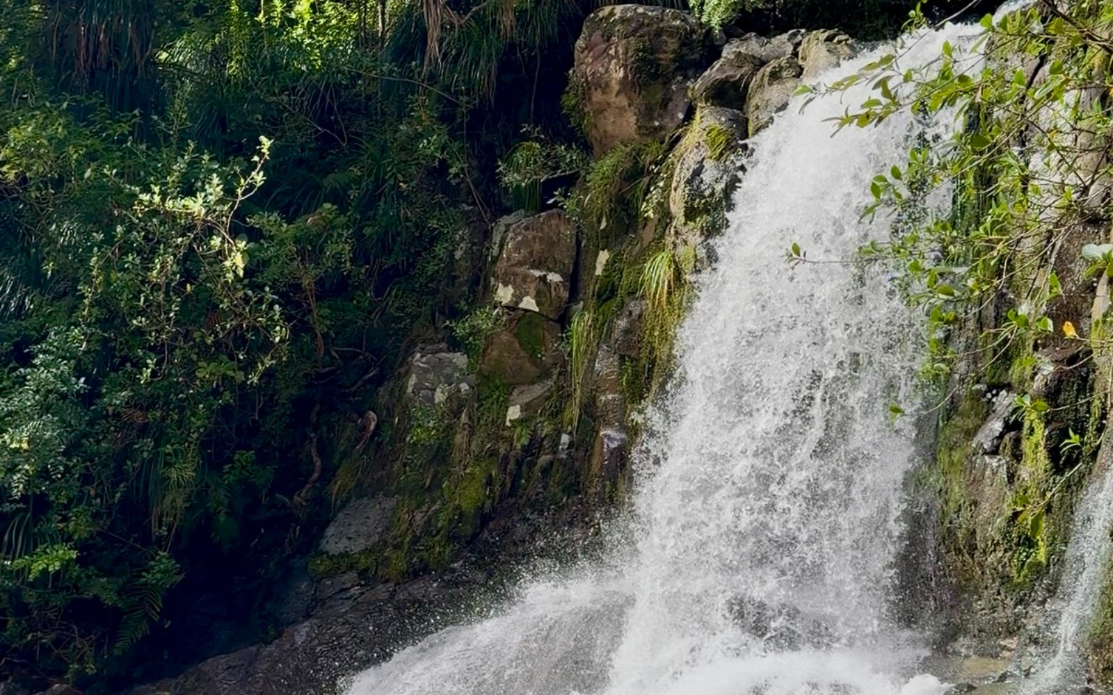 Wainui Falls Track